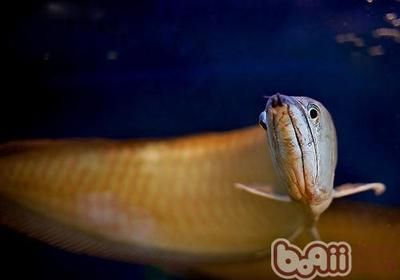 龍魚之：龍魚養殖技術與環境管理