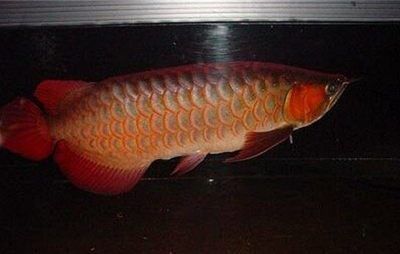 龍魚之：龍魚養(yǎng)殖技術(shù)與環(huán)境管理