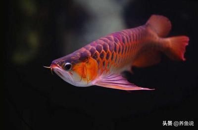 金龍魚品相價格（過背金龍魚,金頭過背金龍魚,頂級金龍魚）