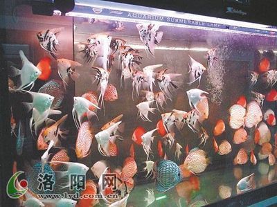 燕魚能和金龍魚混養嗎（燕魚和金龍魚是否適合混養，燕魚和金龍魚在生態環境上有可能混養）