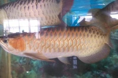 網(wǎng)上購(gòu)買(mǎi)的金龍魚(yú)為什么便宜,主要有以下幾個(gè)原因:網(wǎng)上的金龍魚(yú)為什么便宜,
