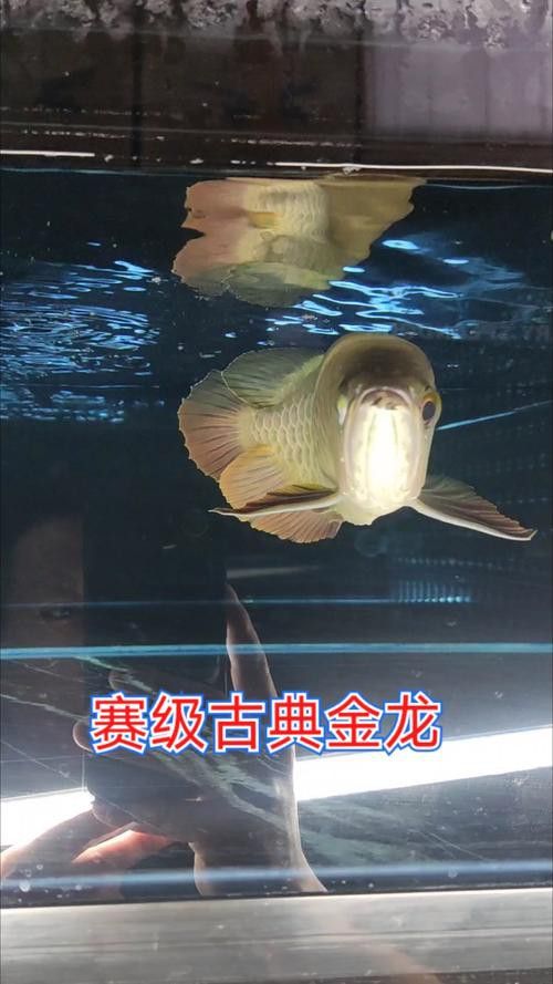 老龍魚圖片 老龍魚圖片 龍魚百科 第6張