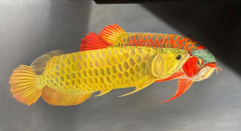 老龍魚圖片 老龍魚圖片 龍魚百科 第15張