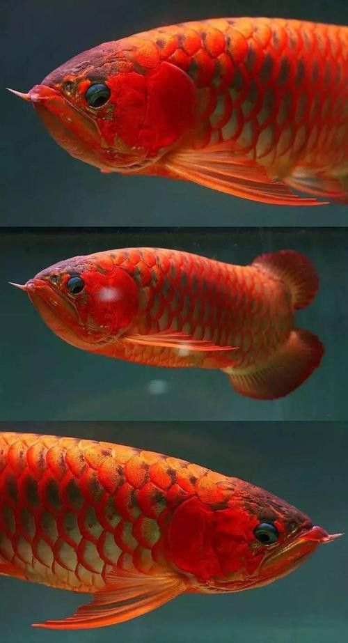 老龍魚圖片 老龍魚圖片 龍魚百科 第20張