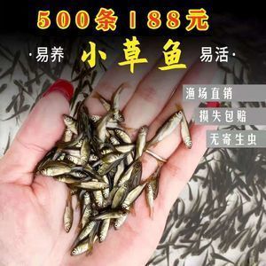 龍魚飼料魚 分開養好嗎