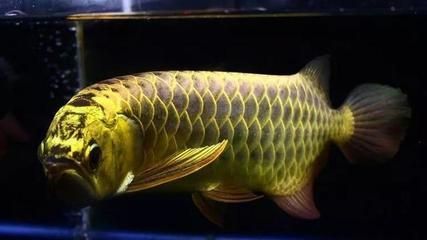 龍魚緊張怎么辦：如何緩解龍魚的緊張情緒 龍魚緊張怎么辦：如何緩解龍魚的緊張情緒 龍魚百科 第4張