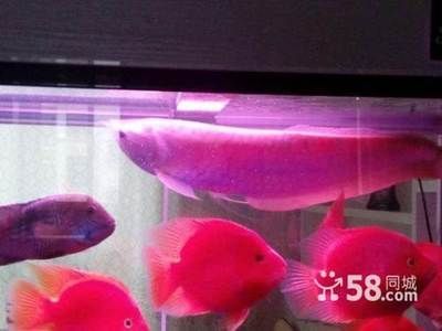 龍魚如何養好體型大一點，養好龍魚的注意事項，龍魚魚缸布置技巧，