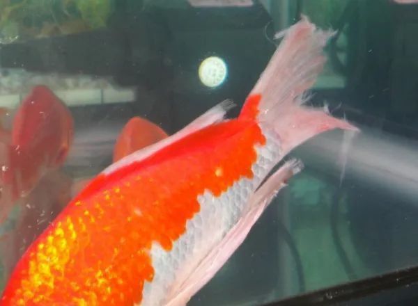 如何判斷錦鯉爛尾爛鰭的嚴重程度？ 如何判斷錦鯉爛尾爛鰭的嚴重程度？ 龍魚百科 第4張