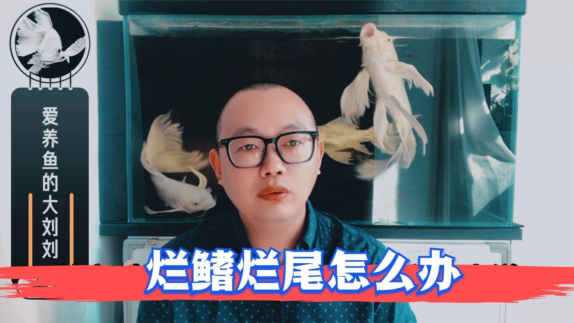 如何判斷錦鯉爛尾爛鰭的嚴重程度？ 如何判斷錦鯉爛尾爛鰭的嚴重程度？ 龍魚百科 第5張