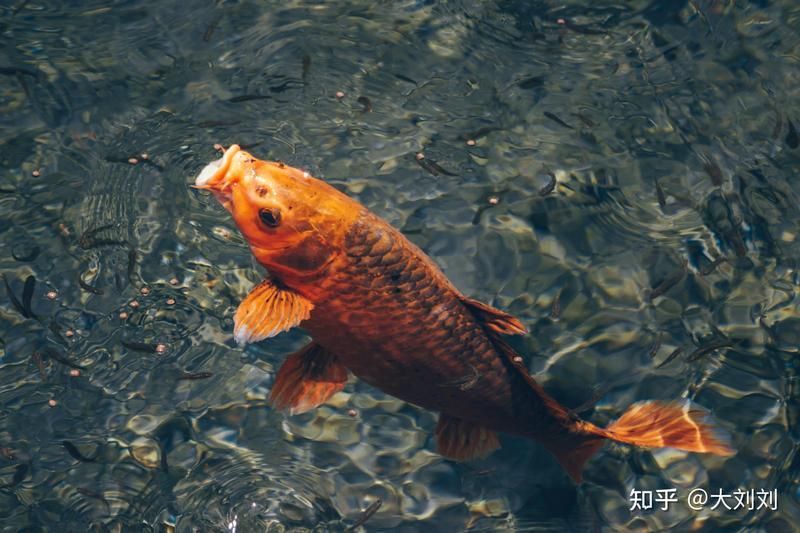 如何判斷錦鯉爛尾爛鰭的嚴重程度？ 如何判斷錦鯉爛尾爛鰭的嚴重程度？ 龍魚百科 第2張