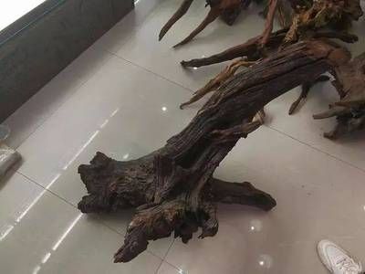 龍魚沉木石頭：沉木和石頭在龍魚缸中的作用主要體現在以下幾個方面