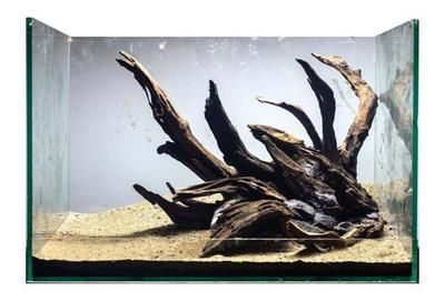 龍魚沉木石頭：沉木和石頭在龍魚缸中的作用主要體現在以下幾個方面