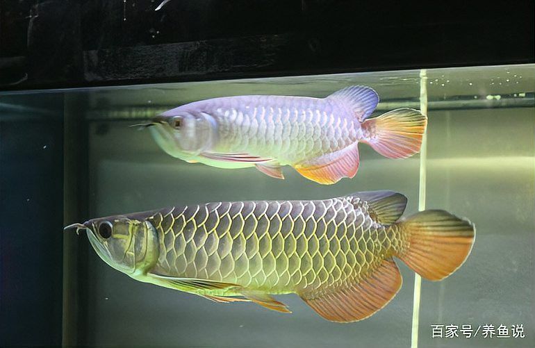 紅龍魚(yú)是哪里的魚(yú)圖片大全