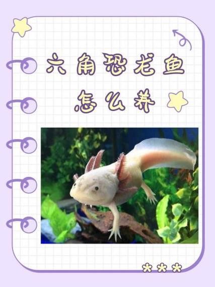 如何保持六角龍魚的水質穩定？