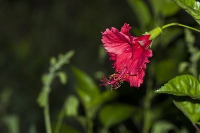 深圳哪里有龍魚批發市場啊（深圳龍魚購買地點）