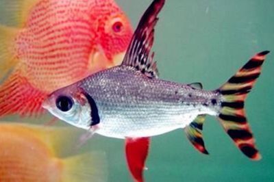 預(yù)防飛鳳魚疾病的日常護(hù)理：預(yù)防飛鳳魚疾病的日常護(hù)理建議