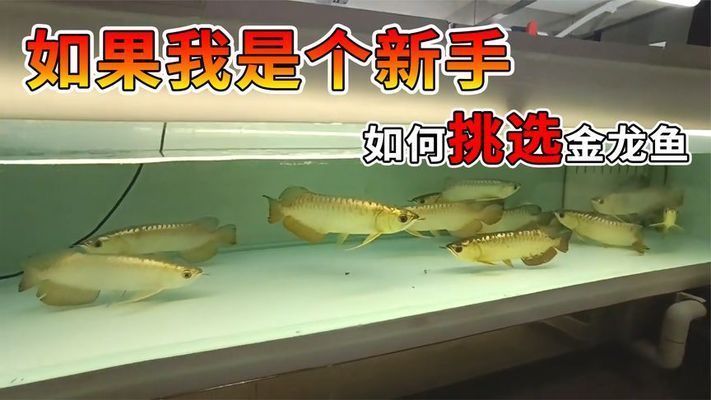 怎樣選金龍魚（挑選金龍魚時了解其特征和注意事項是非常重要的）