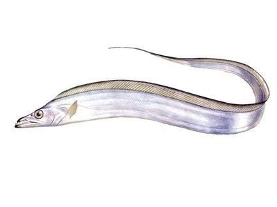 白色的像龍頭一樣的魚是什么魚龍頭魚是什么魚類：白色的像龍頭一樣的魚是什么魚呢？