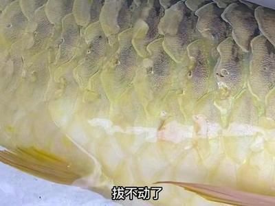 怎樣養好24k金頭金龍魚：如何挑選高品質的24K金頭金龍魚