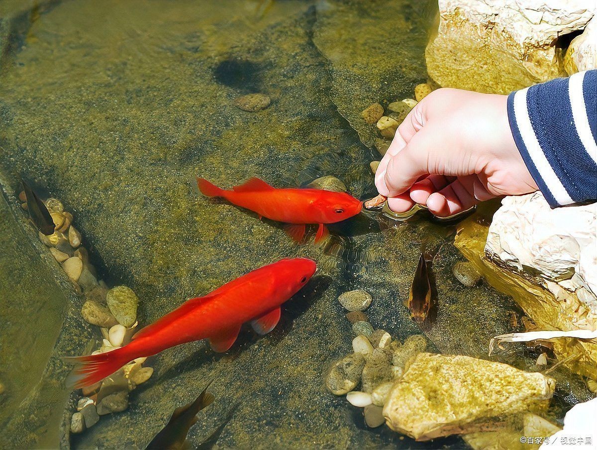 金龍魚一天喂幾次最好？ 金龍魚一天喂幾次最好？ 龍魚百科 第4張