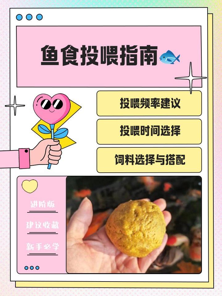 金龍魚一天喂幾次最好？ 金龍魚一天喂幾次最好？ 龍魚百科 第7張