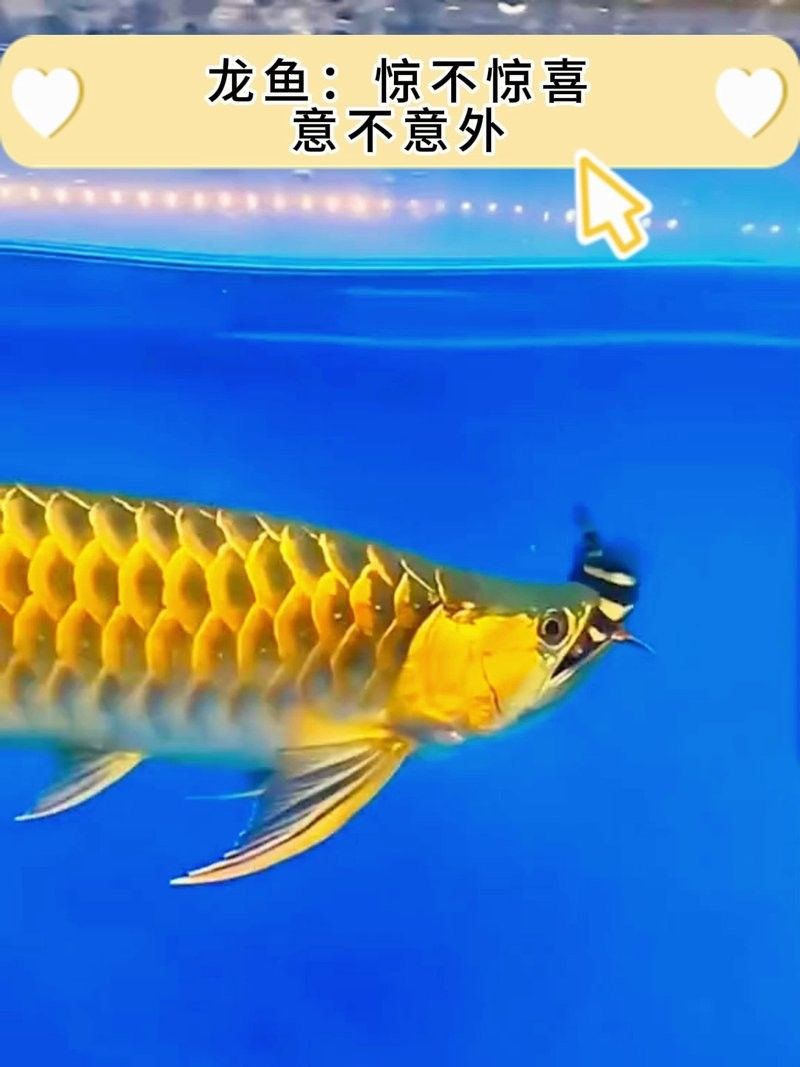 龍魚虎魚打架視頻大全