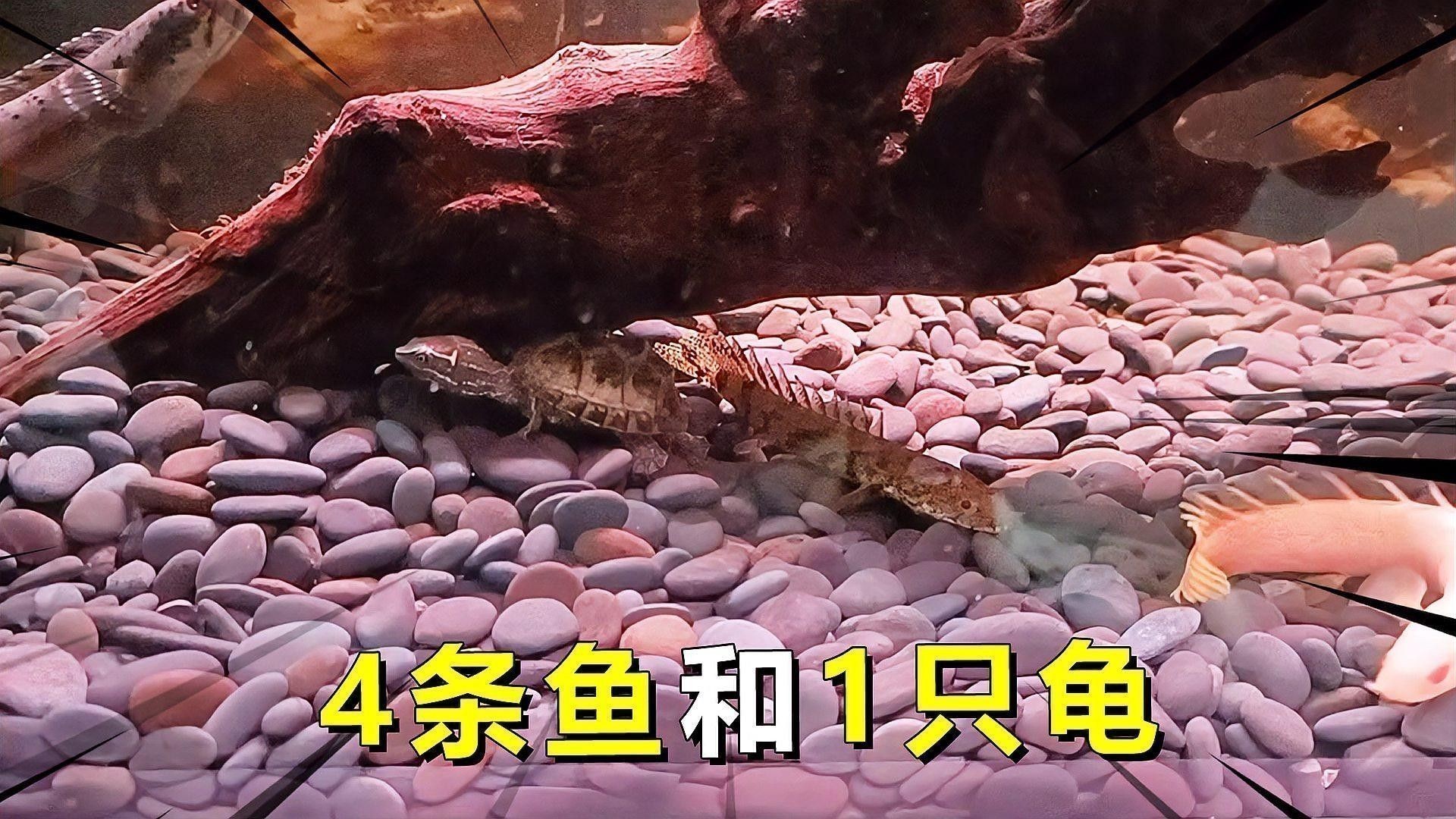 雷龍魚兩條魚可以一起養嗎？