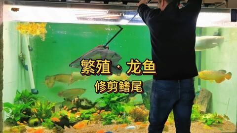 龍魚繁殖技術培訓:紅龍魚繁殖技術培訓 龍魚百科 第3張 龍魚繁殖技術培訓:紅龍魚繁殖技術培訓 龍魚繁殖技術培訓:紅龍魚繁殖技術培訓 龍魚百科 第3張