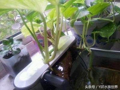 滴濾養龍魚:滴濾養龍魚是一種常見的過濾方式尤其適用于養龍魚 龍魚百科 第2張 滴濾養龍魚:滴濾養龍魚是一種常見的過濾方式尤其適用于養龍魚 滴濾養龍魚:滴濾養龍魚是一種常見的過濾方式尤其適用于養龍魚 龍魚百科 第2張