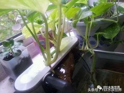 滴濾養龍魚:滴濾養龍魚是一種常見的過濾方式尤其適用于養龍魚 龍魚百科 第1張 滴濾養龍魚:滴濾養龍魚是一種常見的過濾方式尤其適用于養龍魚 滴濾養龍魚:滴濾養龍魚是一種常見的過濾方式尤其適用于養龍魚 龍魚百科 第1張