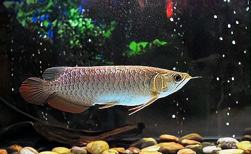 龍魚眼睛白膜如何治療？ 龍魚眼睛白膜如何治療？ 龍魚百科 第12張