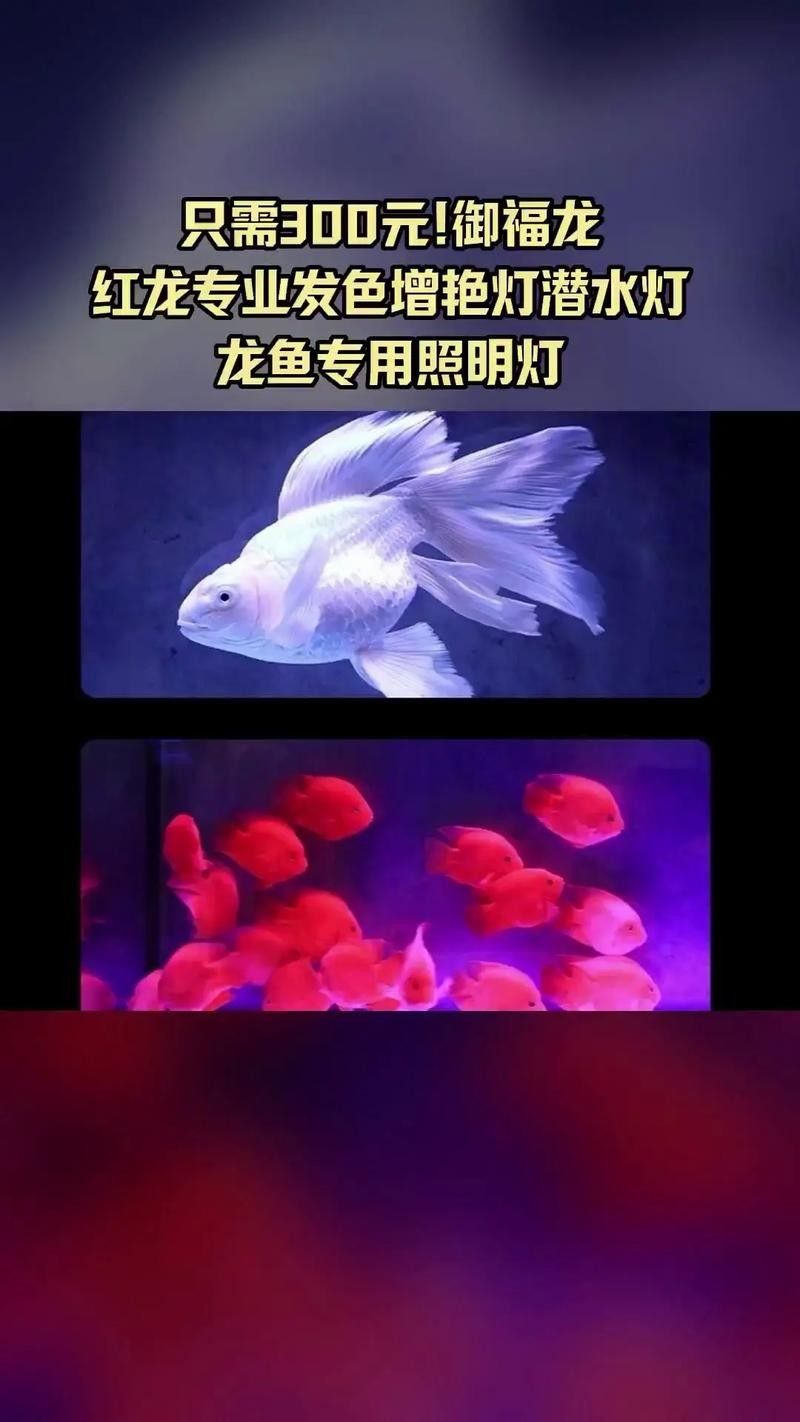 龍魚缸用什么燈最好呢圖片