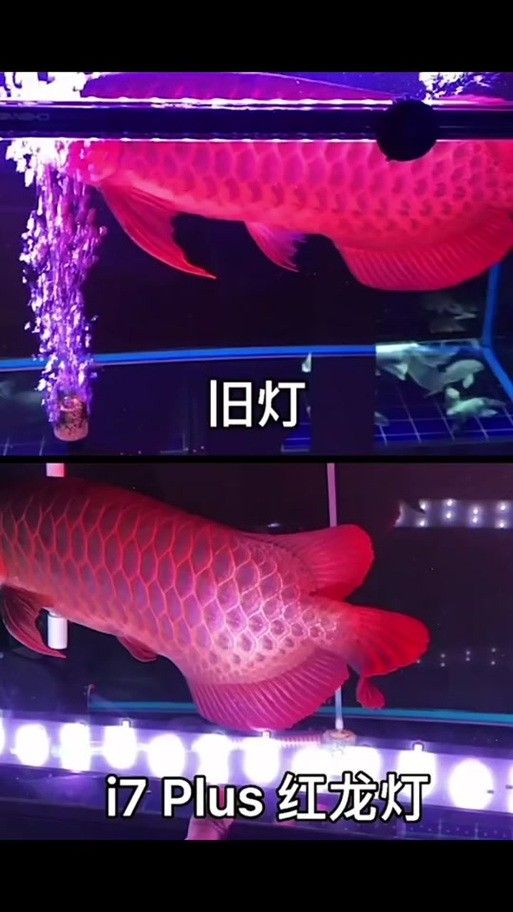 龍魚缸用什么燈最好呢圖片