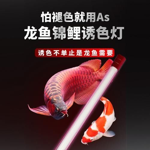 龍魚缸用什么燈最好呢圖片
