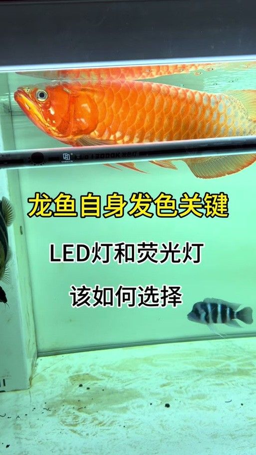 龍魚缸用什么燈最好呢圖片