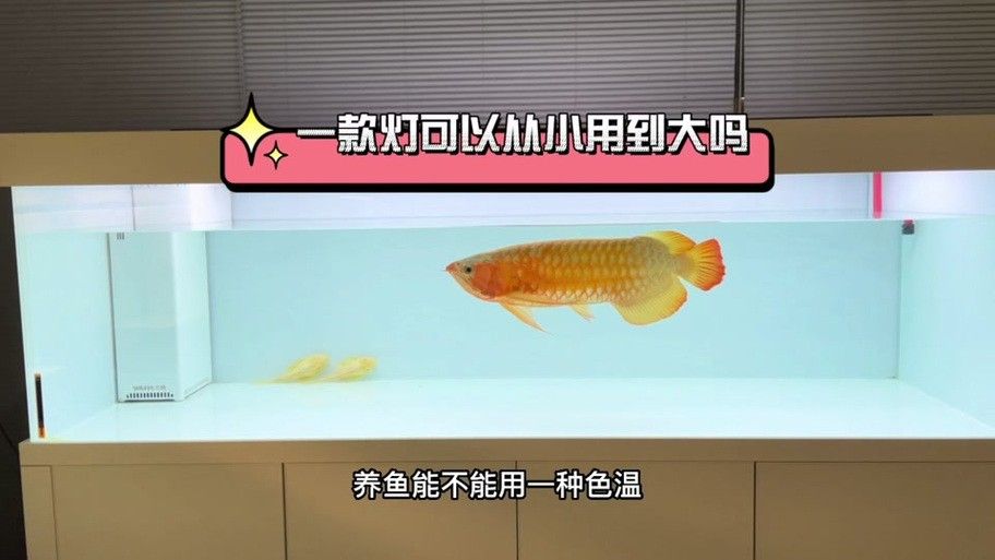 龍魚缸用什么燈最好呢圖片