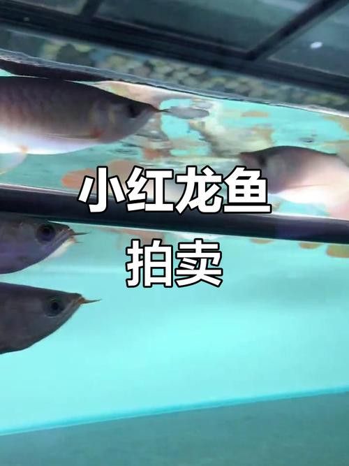 印尼紅龍魚多少錢一條45cm 印尼紅龍魚多少錢一條45cm 龍魚百科 第3張