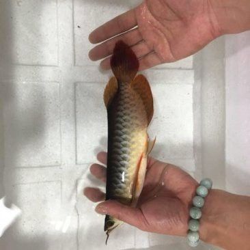 印尼紅龍魚多少錢一條45cm 印尼紅龍魚多少錢一條45cm 龍魚百科 第6張