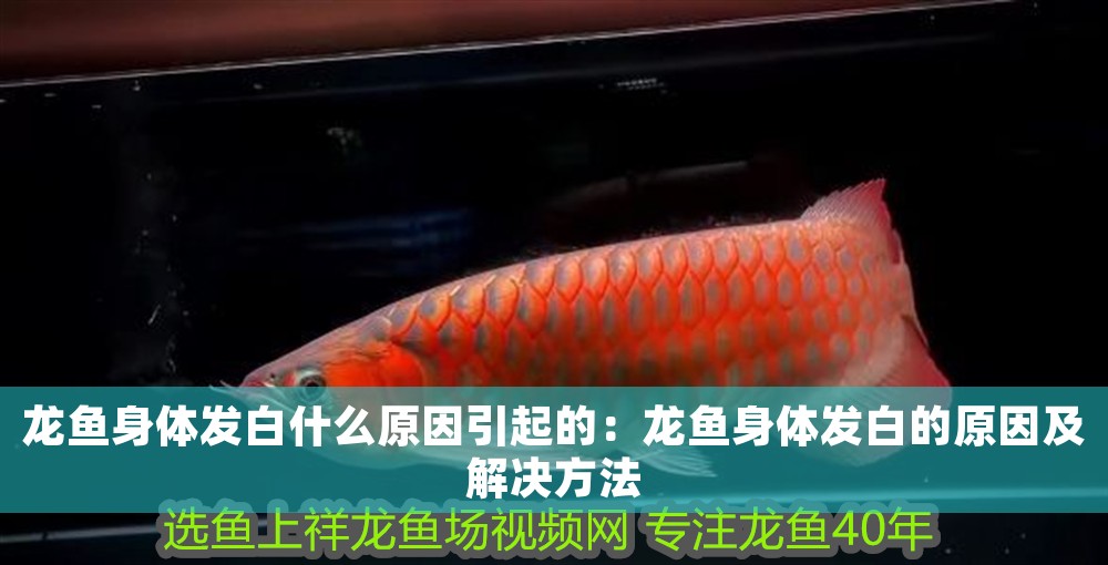 龍魚(yú)身體發(fā)白什么原因引起的：龍魚(yú)身體發(fā)白的原因及解決方法