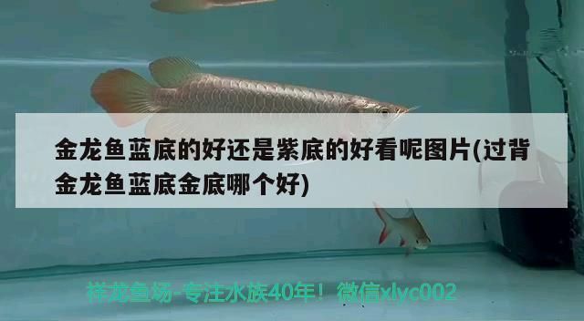 金龍魚藍(lán)底的好還是紫底的好：金龍魚led燈光搭配指南,