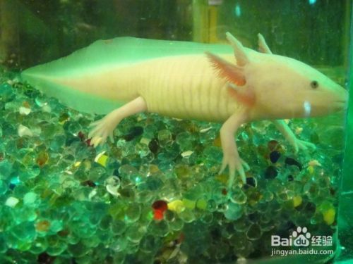 恐龍魚能養嗎：恐龍魚是否適宜作為寵物飼養