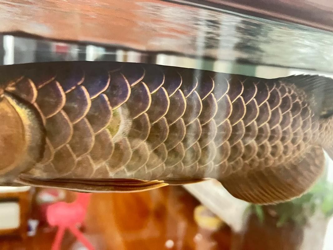 金龍魚撞掉一層皮怎么辦