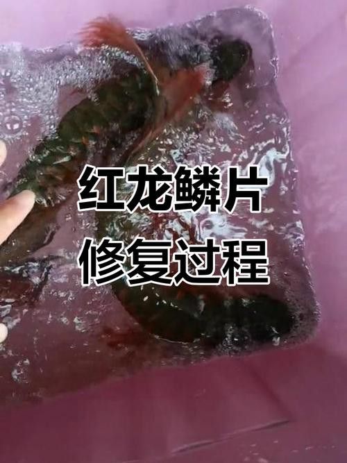 金龍魚撞掉一層皮怎么辦
