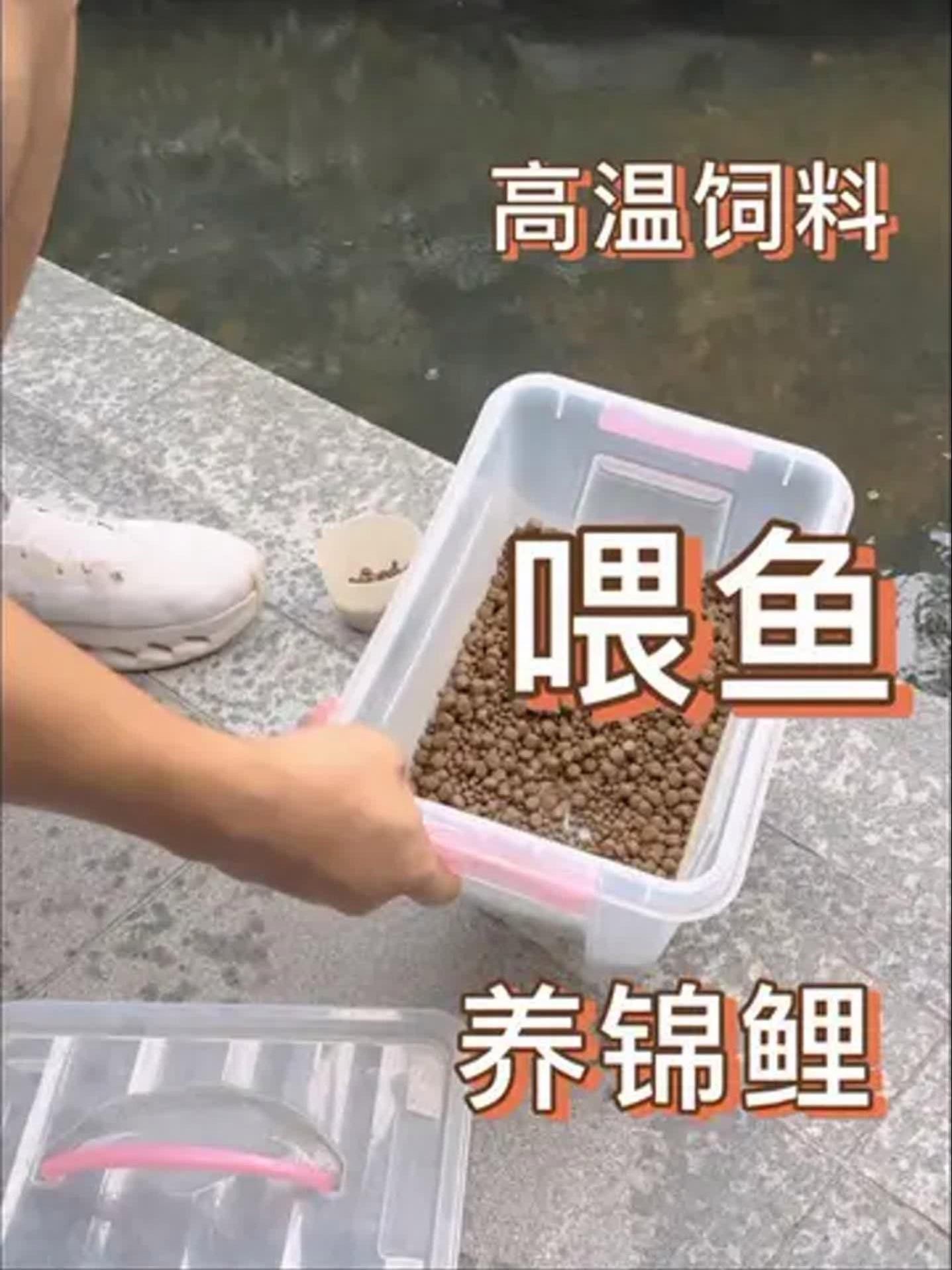 如何加強60cm缸的投喂管理？