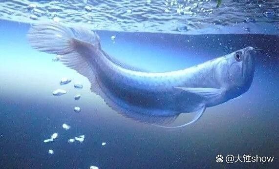 銀龍魚不吃食怎么辦還一直亂撞缸