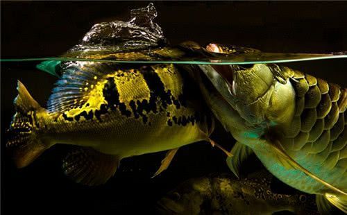 巴西亞咬龍魚嗎：關于巴西亞魚和龍魚混養的問題