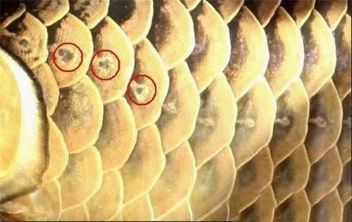 金龍魚(yú)品相區(qū)分圖片：金龍魚(yú)品相的區(qū)分主要從顏色、形態(tài)和鱗片三個(gè)方面來(lái)看