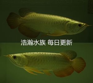金龍魚24k金和金頭區(qū)別（金龍魚中的“24k金”和“金頭”有什么區(qū)別？） 金龍魚24k金和金頭區(qū)別（金龍魚中的“24k金”和“金頭”有什么區(qū)別？） 龍魚百科 第3張