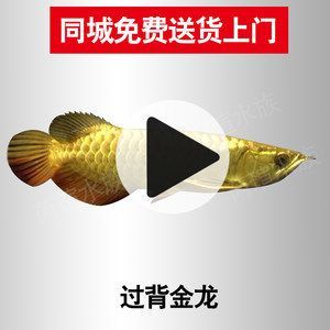 金龍魚24k金和金頭區(qū)別（金龍魚中的“24k金”和“金頭”有什么區(qū)別？） 金龍魚24k金和金頭區(qū)別（金龍魚中的“24k金”和“金頭”有什么區(qū)別？） 龍魚百科 第5張