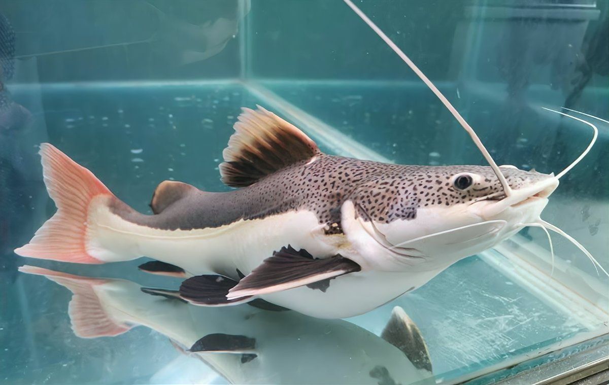 招財貓魚能長多大？